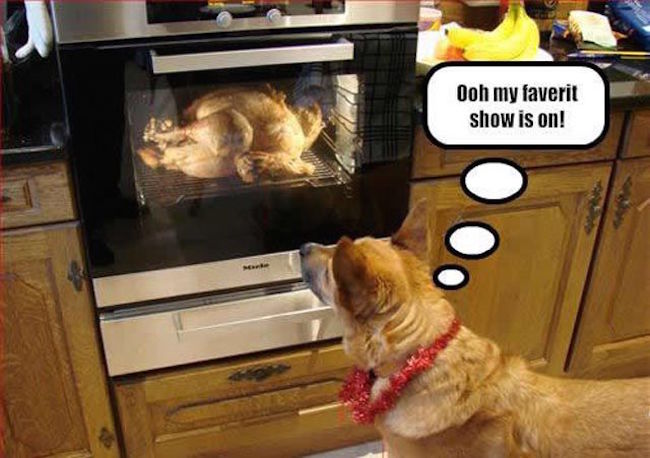 the-best-funny-pictures-of-thanksgiving-dog-turkey-favorite-show.jpeg