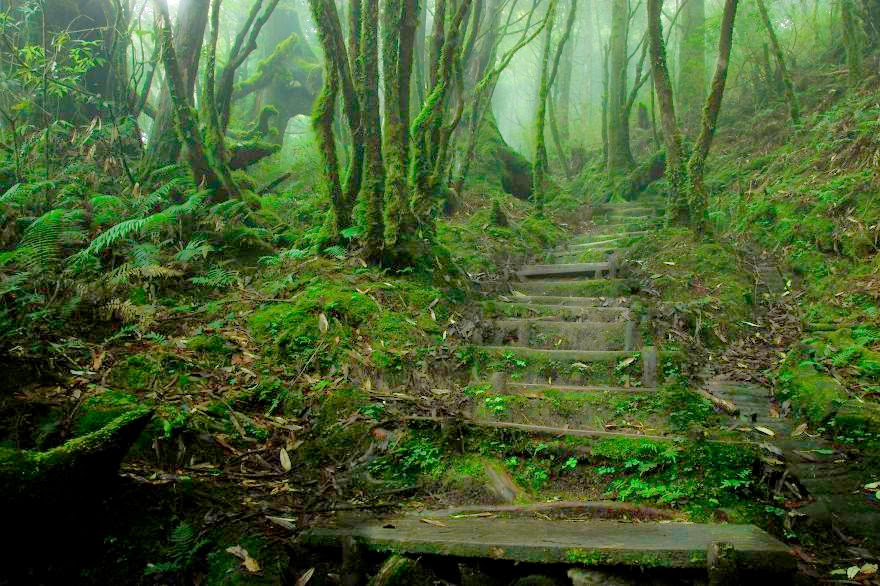 7.-Chinese-Hemlock-Trail-Tapingshan-Taiwan-22-Mysterious-Forests-I%E2%80%99d-Love-To-Get-Lost-In.jpg