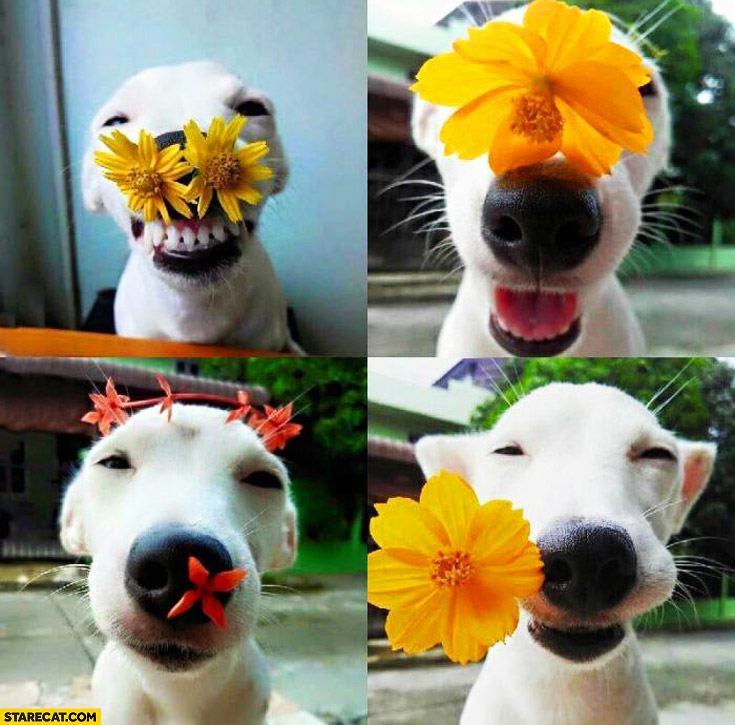 cute-happy-puppy-with-flowers.jpg