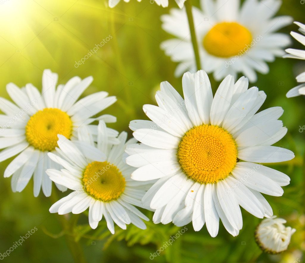 depositphotos_4306473-stock-photo-daisies-in-a-field-macro.jpg