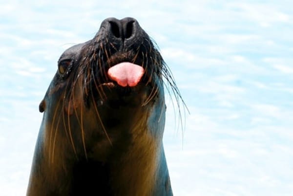 Animal-showing-tongue-24.jpg