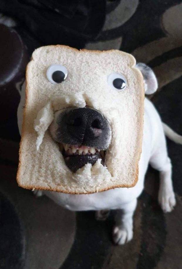 funny-dog-bread-face-googley-eyes.jpg