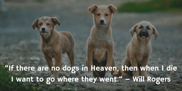 no-dogs-in-heaven.jpg