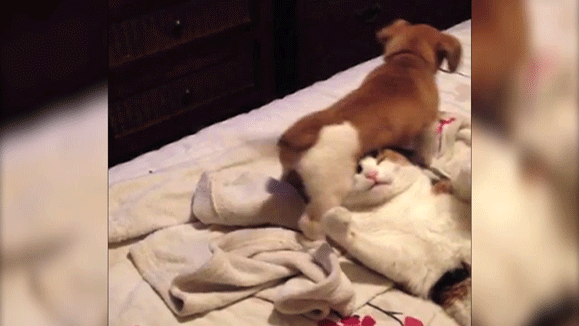 why-do-dogs-sit-on-cats.gif