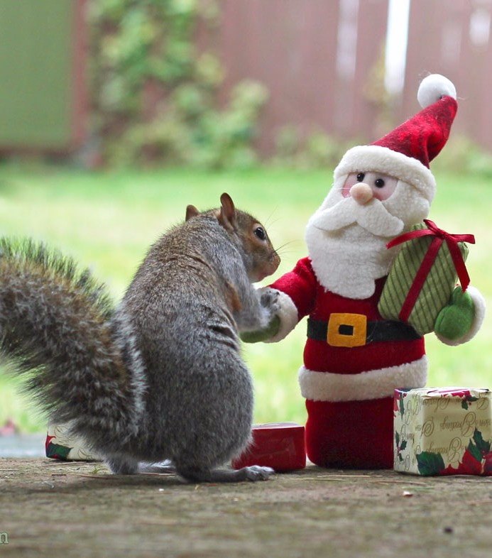 squirrel-getting-gifts-from-santa_1_orig.jpg