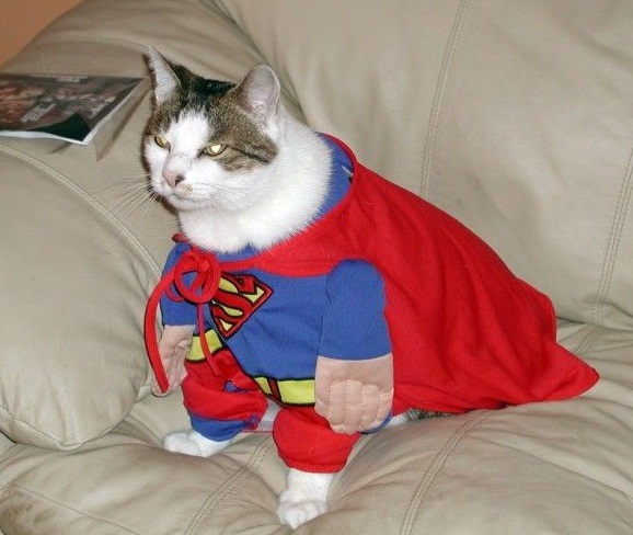 the-world_s-top-10-best-images-of-animals-in-superman-costumes-4.jpg