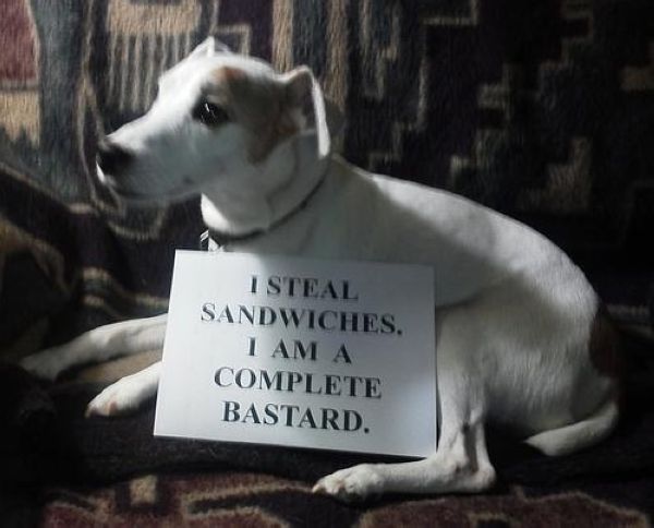 Guilty-Dogs-With-Written-Signs-3.jpg