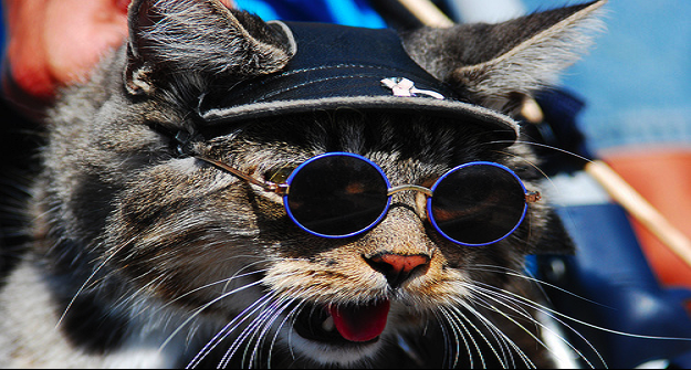 funny-animals-with-glasses-gallery-cat-biker.png