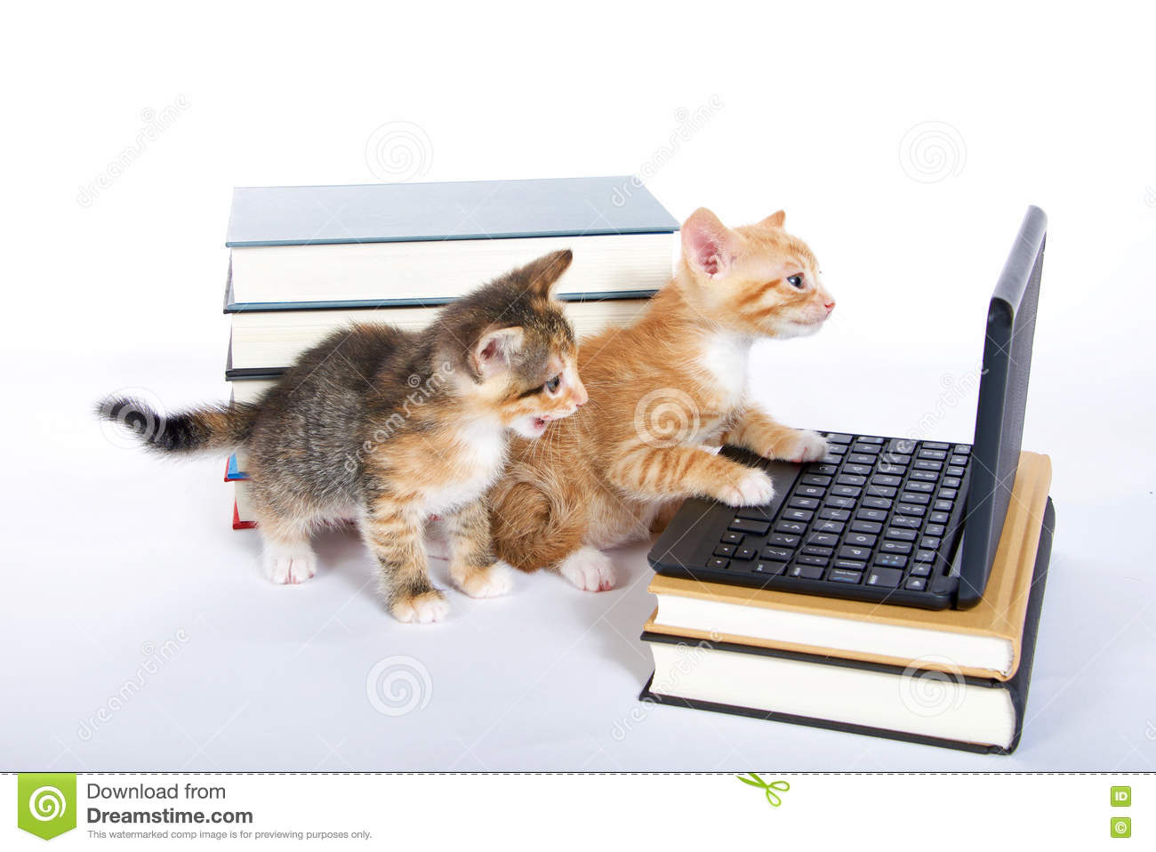 two-kittens-laptop-computer-books-male-orange-tabby-kitten-looking-miniature-type-female-calico-tortie-sitting-behind-71290629.jpg
