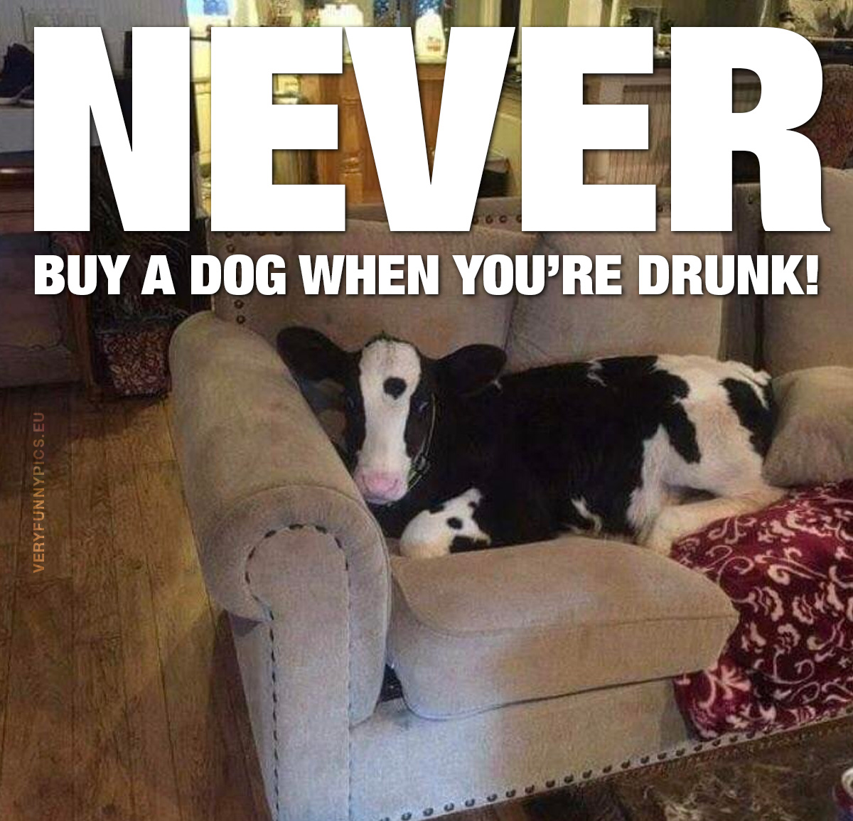 funny-pictures-cow-on-couch.jpg