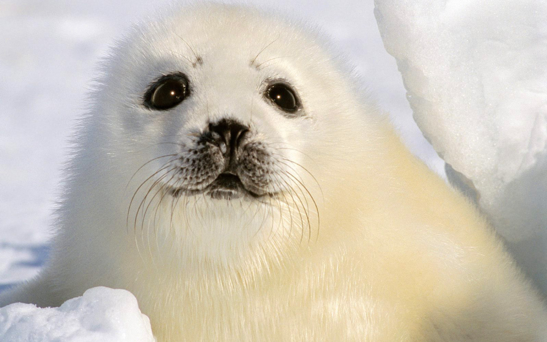 563591-beautiful-baby-seal-wallpaper-1920x1200-for-android-40.jpg