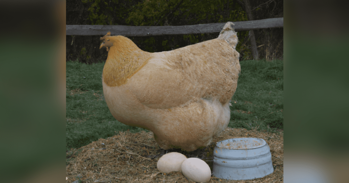 giant-chicken-with-eggs-1-1200x630.png