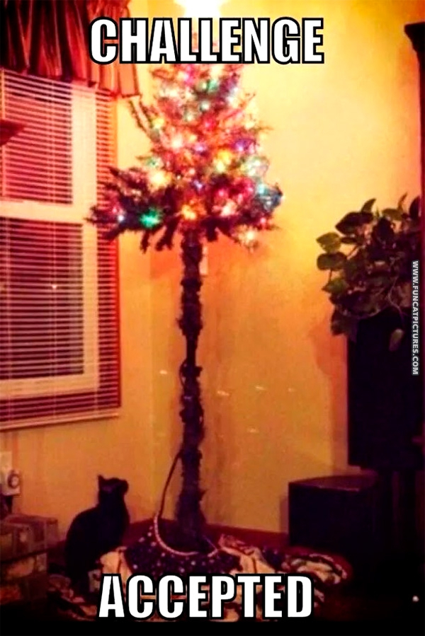 funny-cat-pictures-challenge-accepted-christmas-tree.jpg