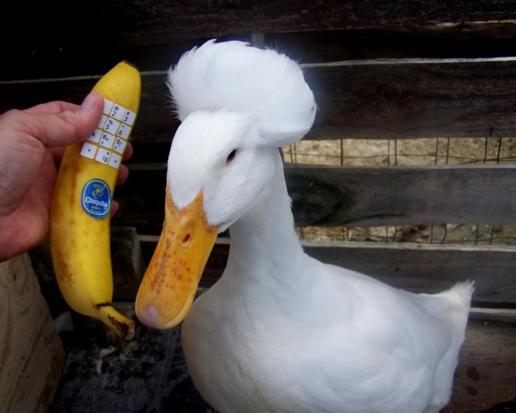 Duck-Using-Banana-Phone-Funny-Picture.jpg