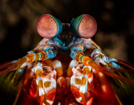 using-the-eyes-of-killer-shrimp-to-design-a-super-camera_hero.jpg.aspx