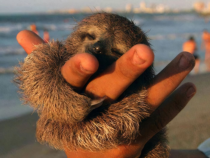 cute-sloths-3-616e6d8dcb16a__700.jpg