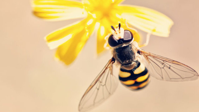 wasp-flower.jpg