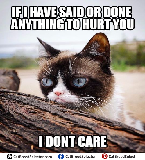 Funny-Grumpy-Cat-Memes.png