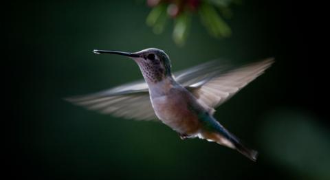 hummingbird-matthew-b-propert-dpc.jpg