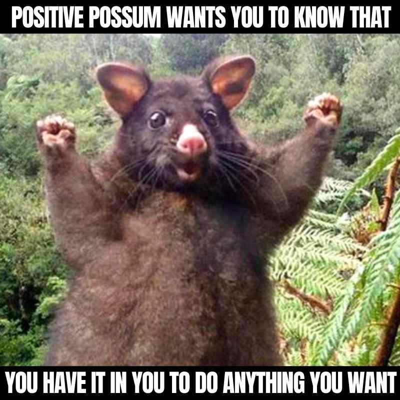 happy-possum-meme.jpeg