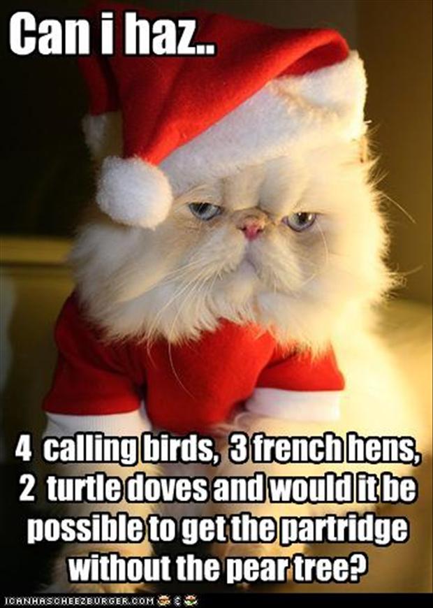 funny-christmas-cat.jpg