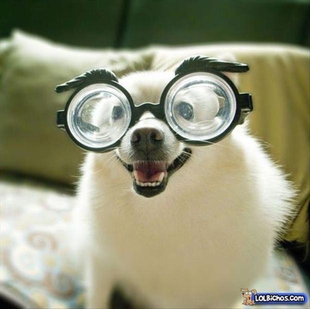 funny-dogs-wearing-glasses.jpg