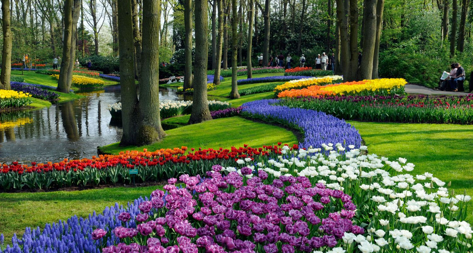 Netherlands+tulips+gardens+pictures+with+pink_+white_+purple+haze.PNG