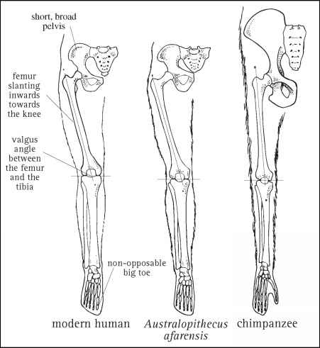 1385_3_11-human-bipedalism.jpg