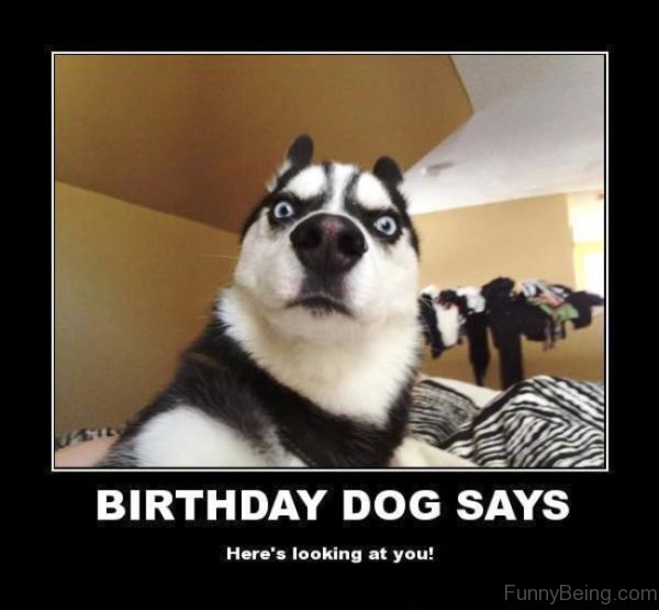 Birthday-Dog-Says-600x555.jpg