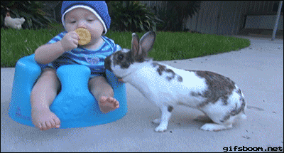 rabbit-stealing-food-baby-human.gif