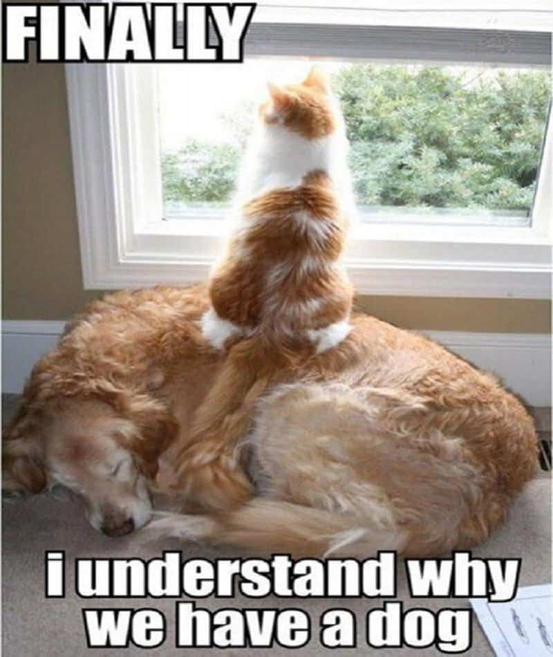 10-hilarious-memes-of-the-relationship-between-cats-and-dogs-5.jpg