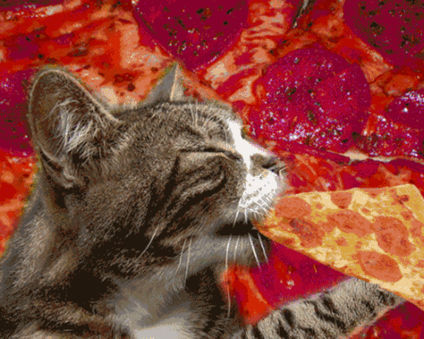 103924-Trippy-Cat-Eating-Pizza.gif