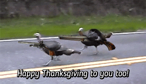 287493-Happy-Thanksgiving-To-You-Too.gif