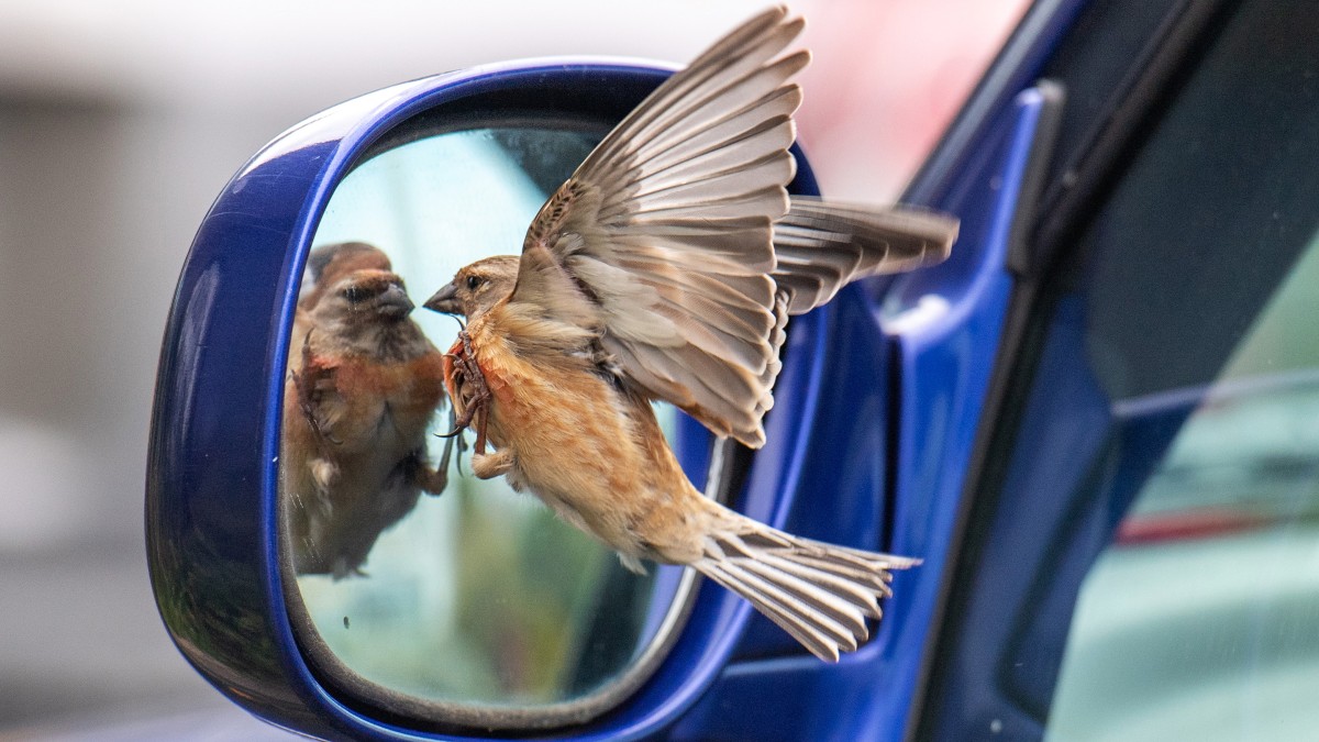 Bird-sees-reflection-in-a-car-side-view-mirror-highlighting-why-birds-poop-on-cars-and-ways-to-prevent-it.jpg