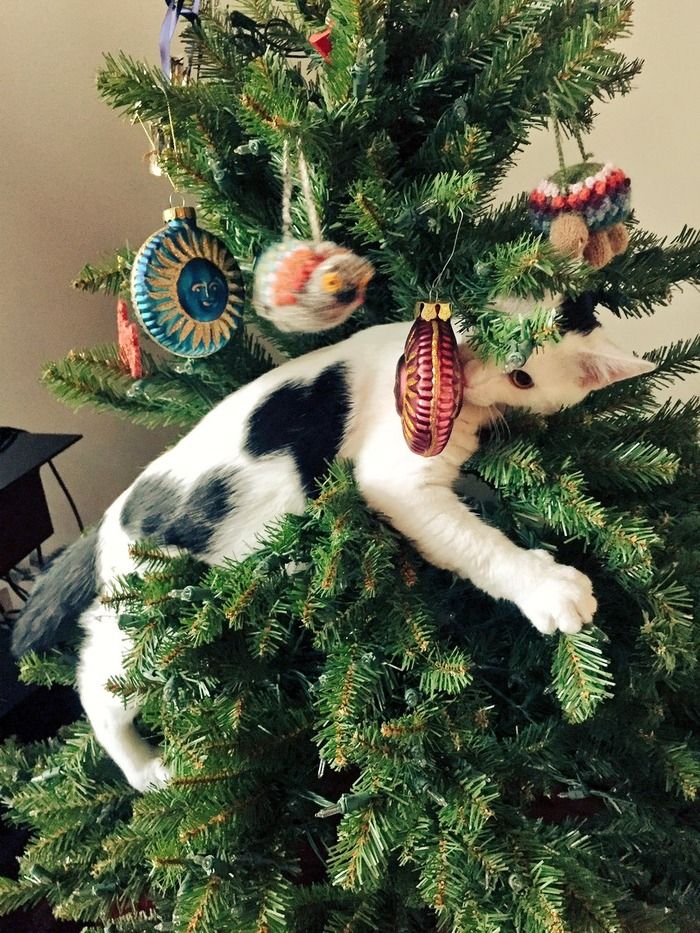 Cat-and-christmas-tree.jpg