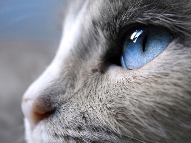 2013Animals___Cats_Blue_cat_s_eye_045427_29.jpg